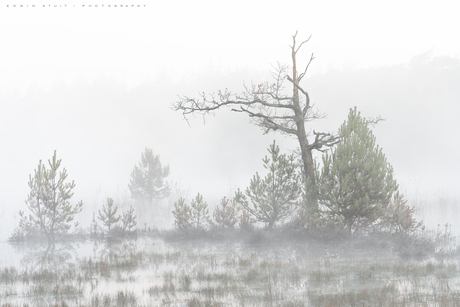 Dead tree