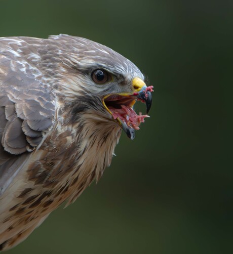 Buizerd