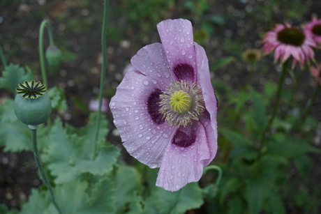 Oosterse klaproos-papaver