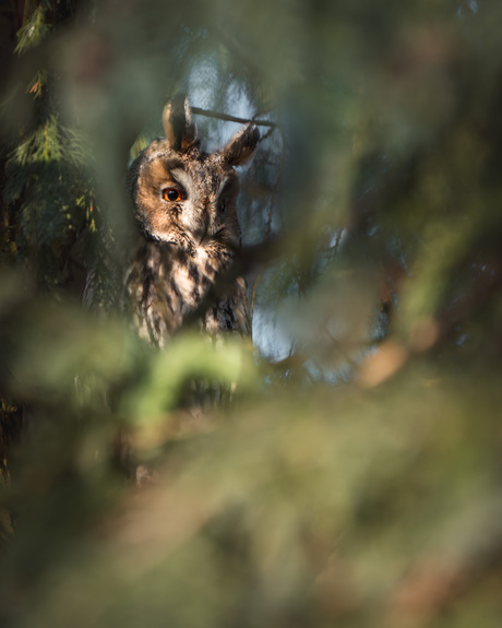 Verstopte Ransuil
