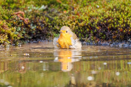 Badeendje of roodborst?