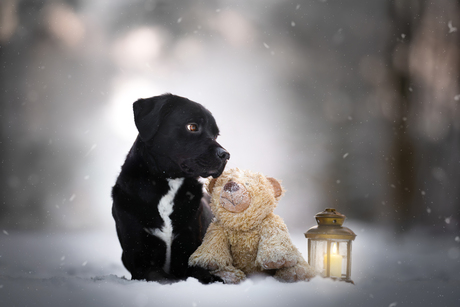 Vriendjes in de sneeuw