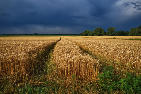 Graanveld