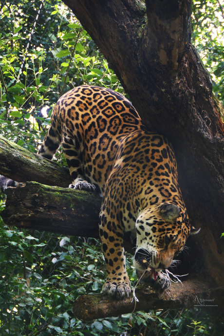 Jaguar 
