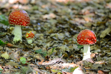 Paddenstoelen in het bos