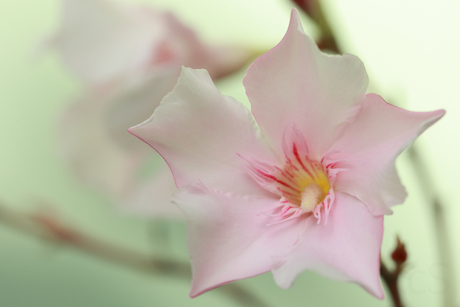 oleander nerium