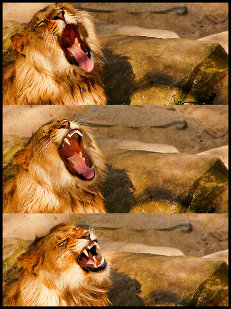 komt er nog wat van............................................