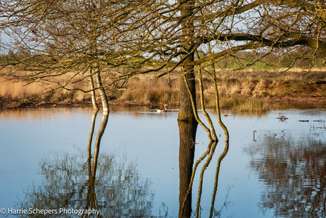 Reflections