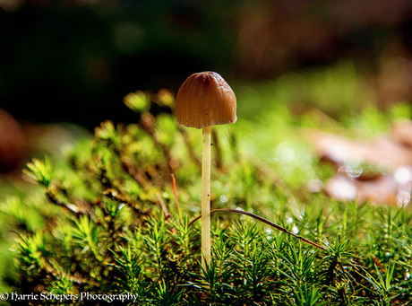 Eenzame paddenstoel 🍄 