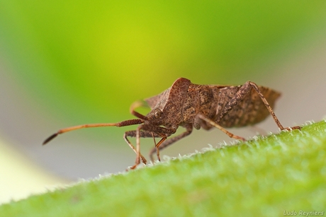 Coreus Marginatus - Zuringrandwants