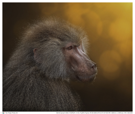 Baboon in the dark