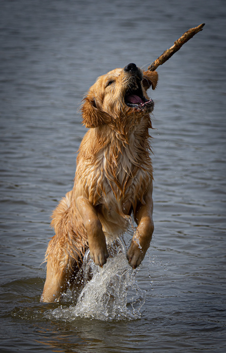 Hond in water