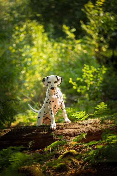 Dalmatiër puppy