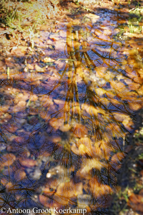 Reflectie van een boom