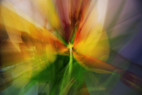 tulpen dubbel belicht in de camera en zoom