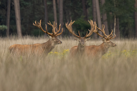 3 Geweidragers