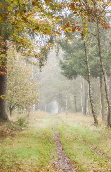 Herfstkleuren