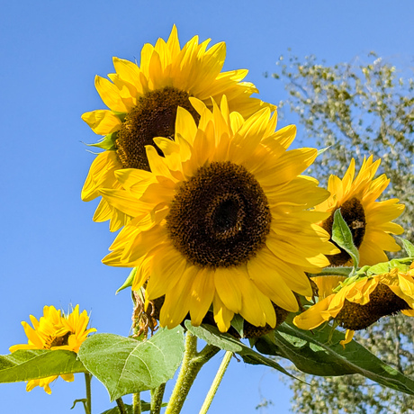 Zonnebloemen 