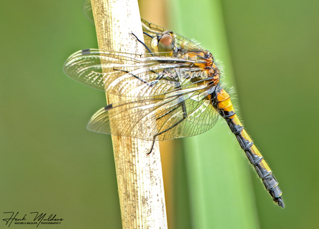 Gevlekte witsnuitlibel (Leucorrhinia pectoralis) V