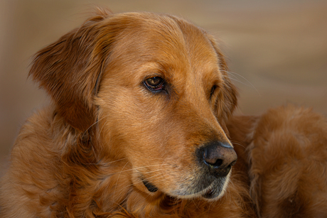 Mirza ... mijn maatje