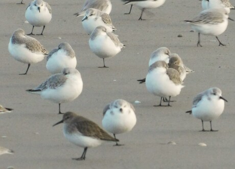 Niet doen, joh...ze kijken 