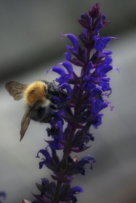 Hommel op een lavendeltak 