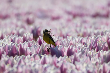 Gele kwikstaart in een rose tulpenveld