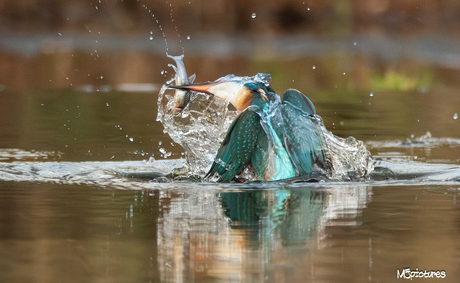 ijsvogel in actie