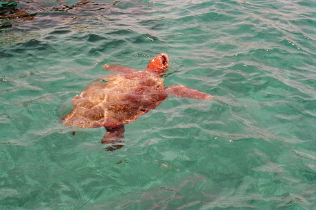 Caretta Caretta (schildpad)