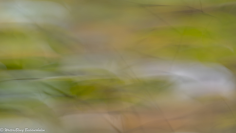 ZoomNL Dorstpaddestoelendag met MacroDaan en Dennis