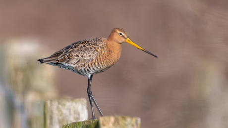 Grutto - Black-tailed Godwit