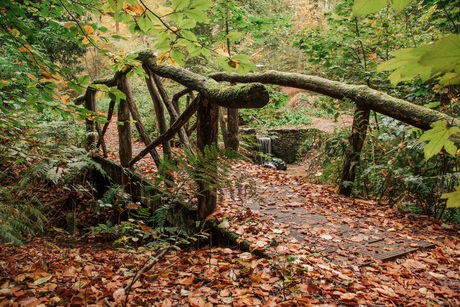 Brug in het bos