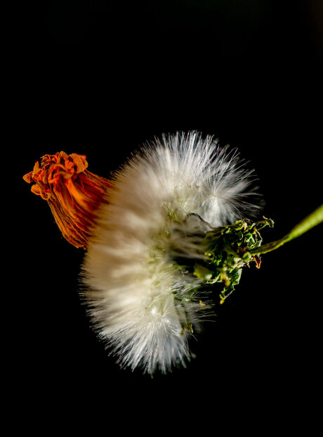 Paardebloem