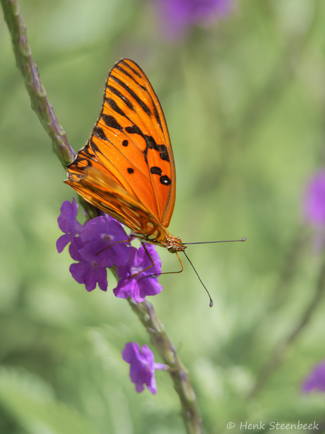 Oranje parelmoervlinder