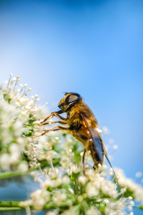 Macro Bij, Jardin de Berchigranges