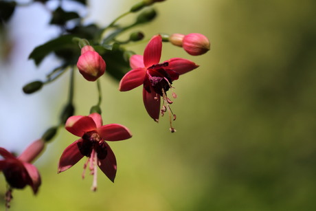 Dagje kasteeltuinen Arcen