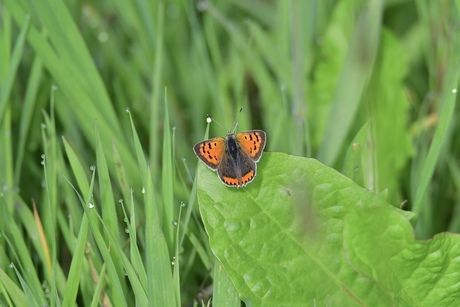 Kleine vuurvlinder