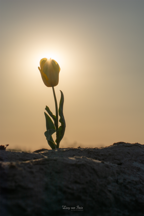 Tulp in de spotlight