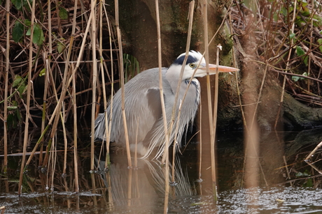 Blauwe Reiger 1