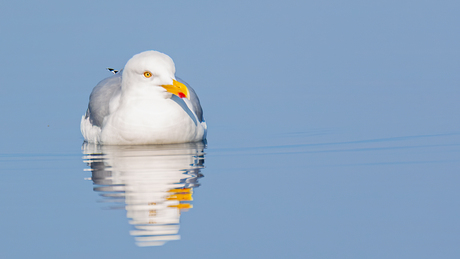 Zilvermeeuw op het Grevelingenmeer