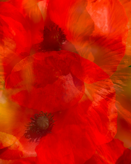 Poppy love