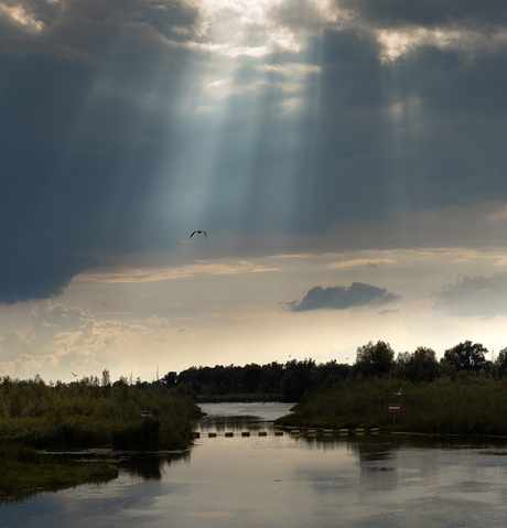 Biesbosch