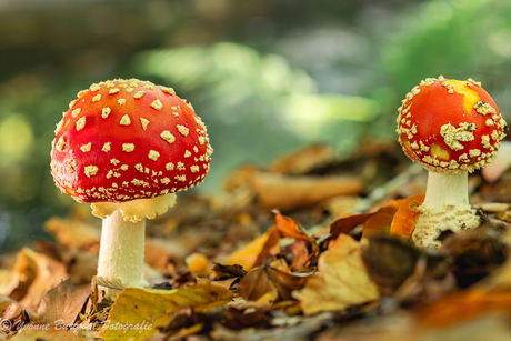 ja daar zijn ze weer... vliegenzwam