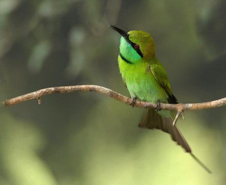 Kleine groene bijeneter 