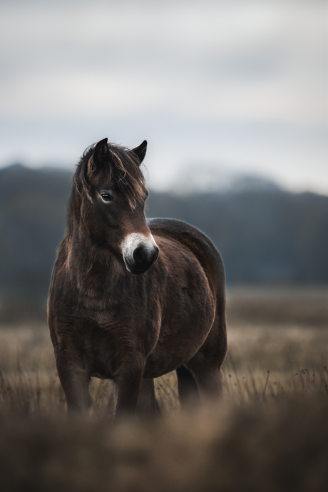 Exmoor pony op de Dellebuursterheide