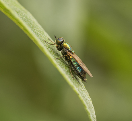 Gewone Prachtwapenvlieg