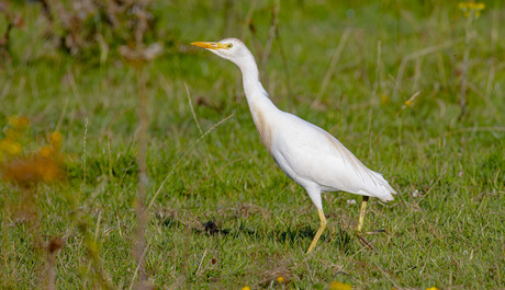 Koereiger