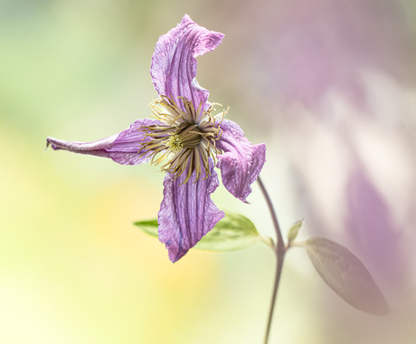 Clematis in de tuin.