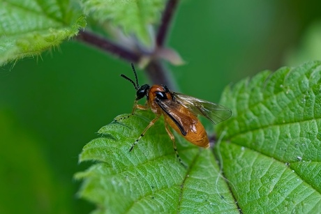 Knollenbladwesp