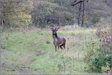 Hert in de verte …